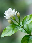洁白茉莉花枝特写