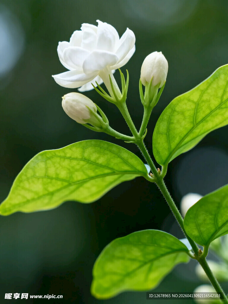 洁白茉莉绽放枝头
