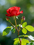 娇艳红玫瑰绽放于绿叶间