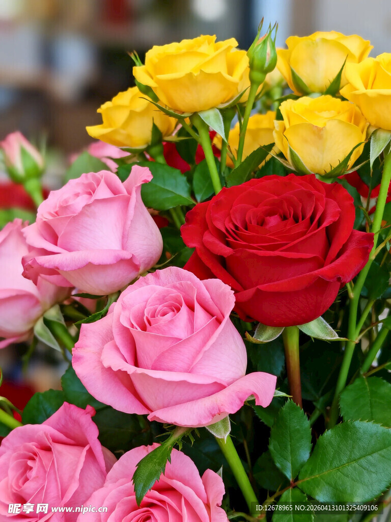 多彩玫瑰绽放美丽瞬间