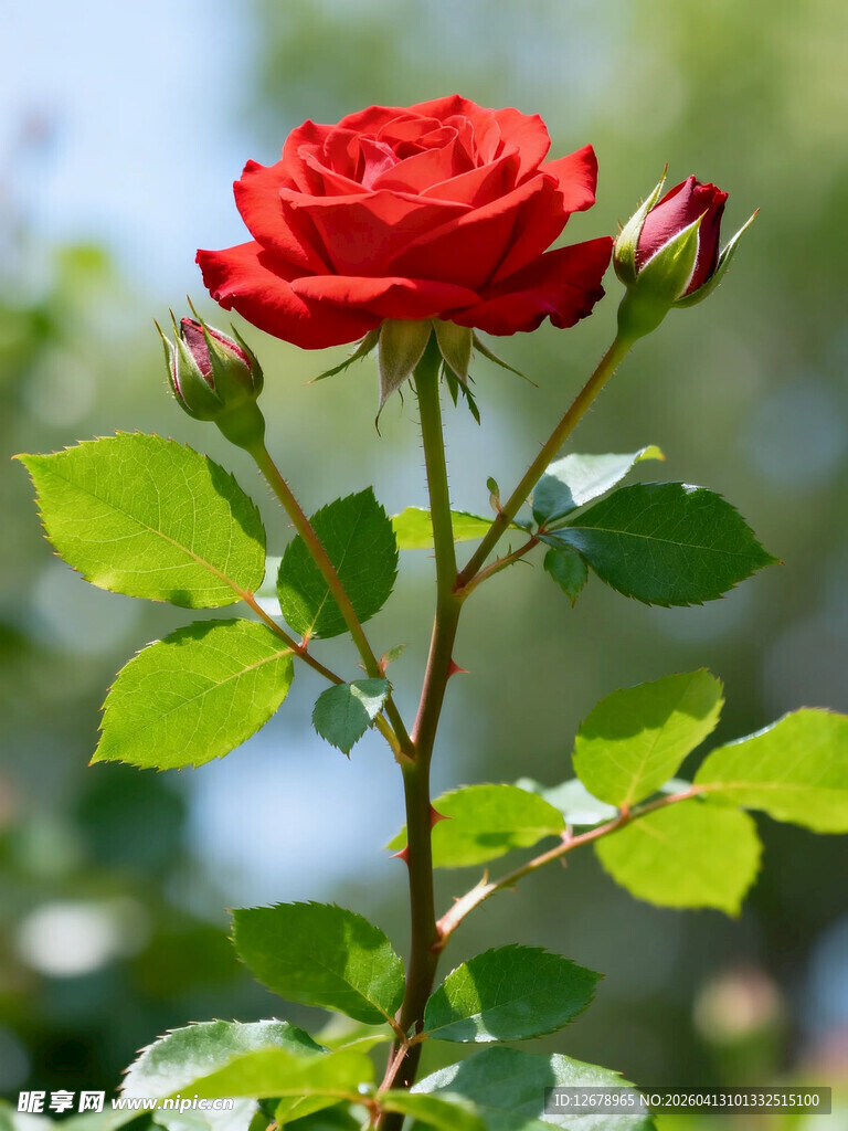 娇艳红玫瑰绽放