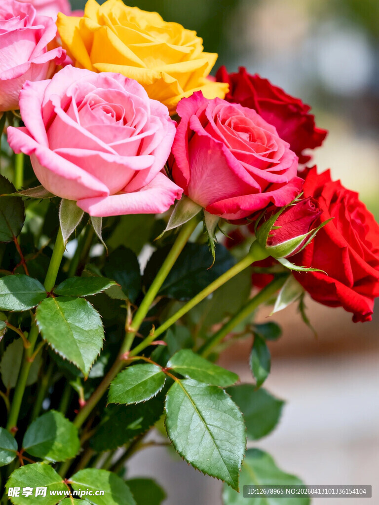 多彩娇艳的玫瑰花束