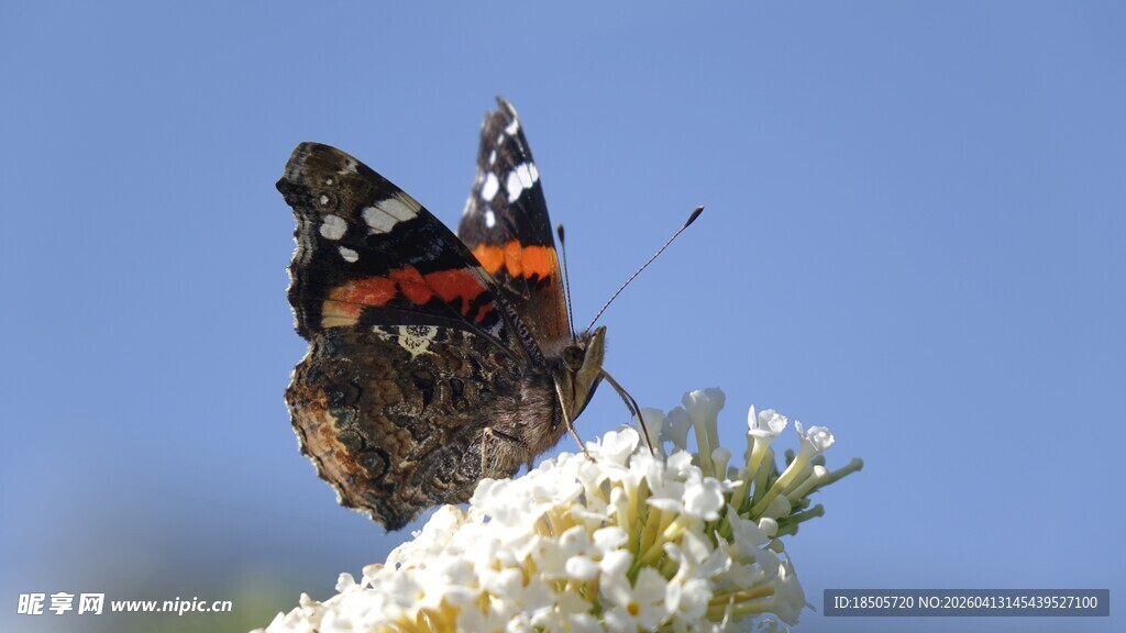 蝴蝶停驻繁花上