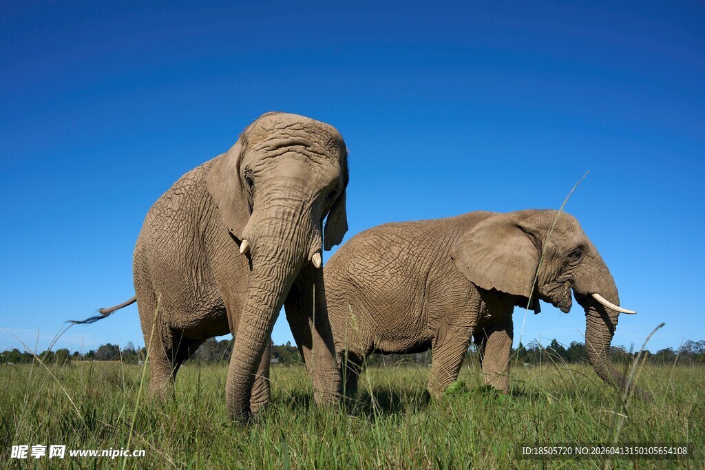 草原上的两头大象