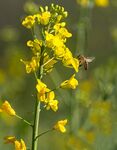 蜜蜂采蜜于黄色油菜花间