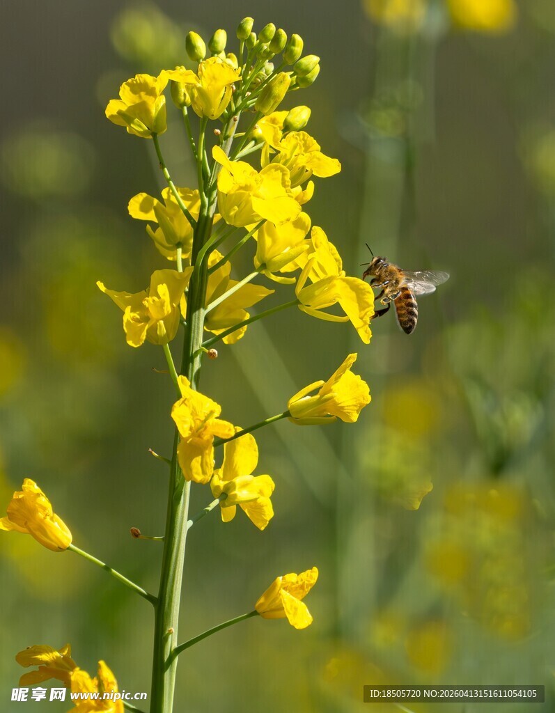蜜蜂采蜜于黄色油菜花间