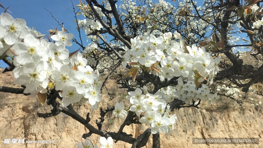 春日繁花满枝的果树