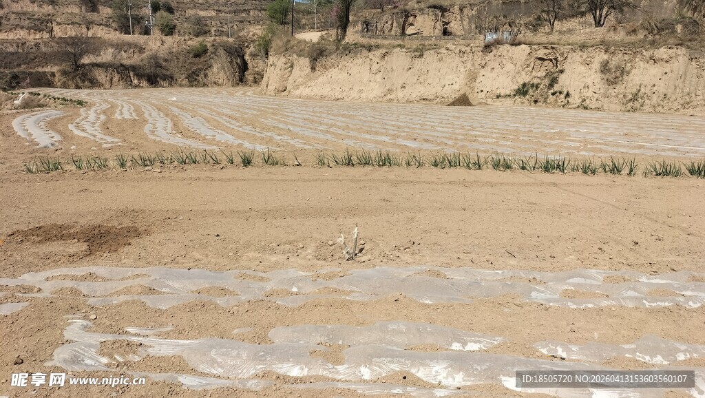 田地覆膜景观