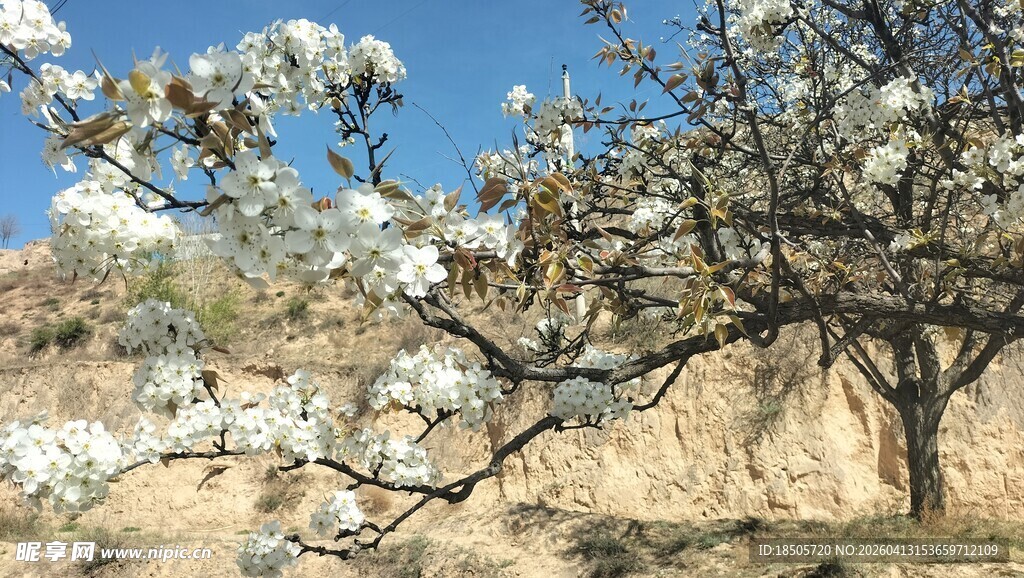 春日繁花满枝的美丽树木
