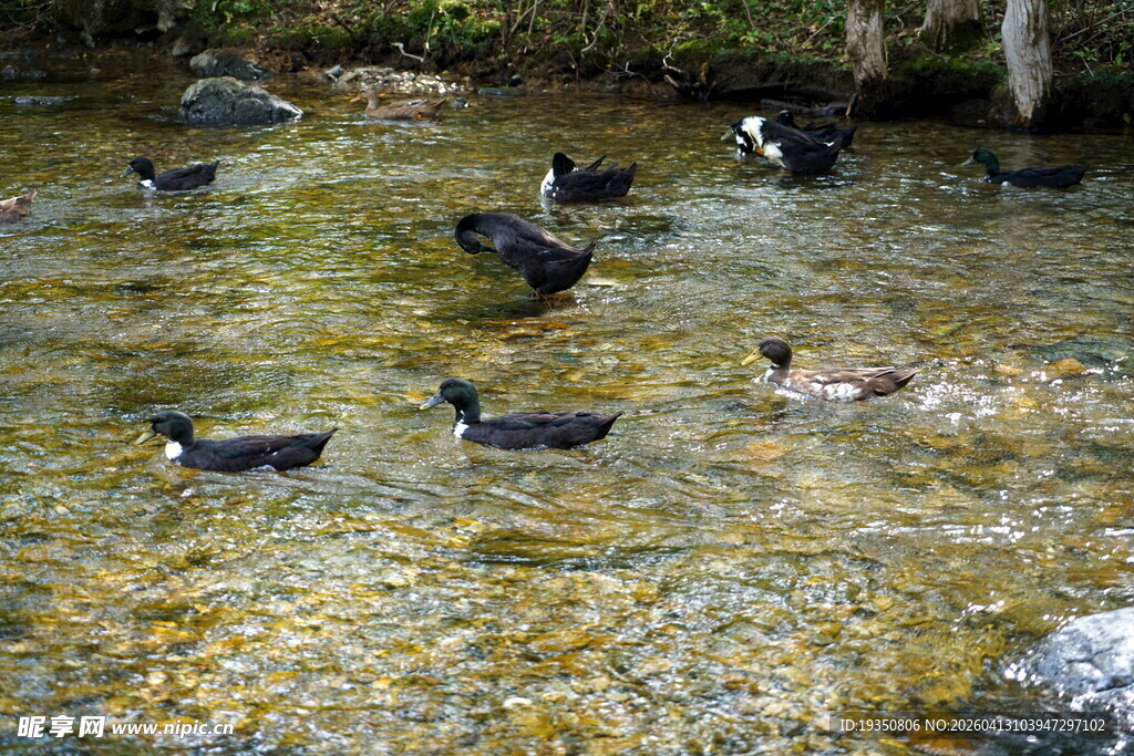 河水中游泳的鸭子