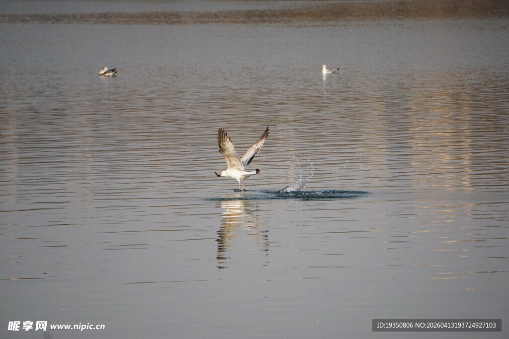 水面上捕鱼的海鸥