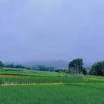 田园风光 绿意盎然的田野