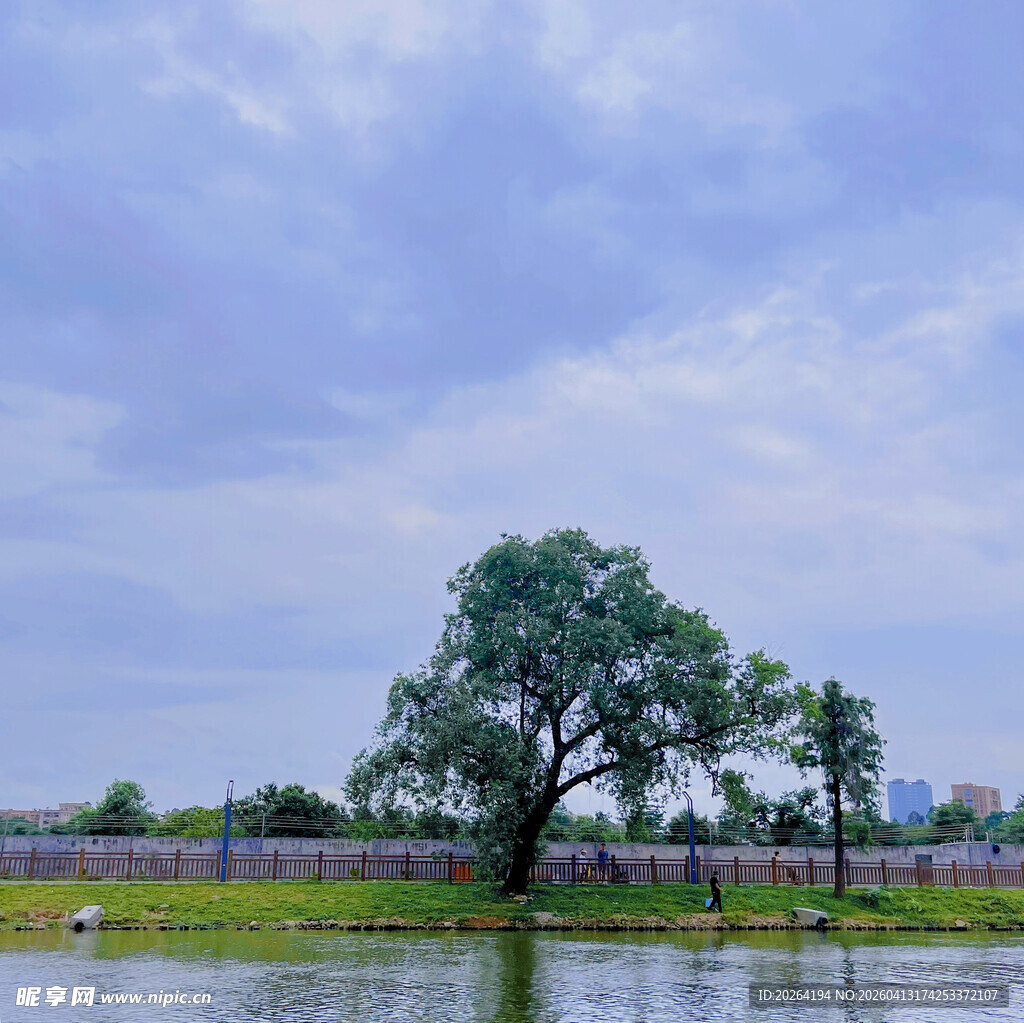 湖畔孤树 静美自然风光