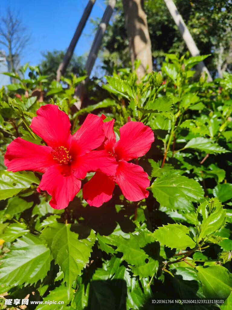 娇艳红花绽放绿叶间