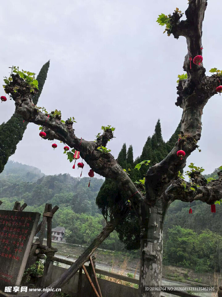 奇特造型的开花树木