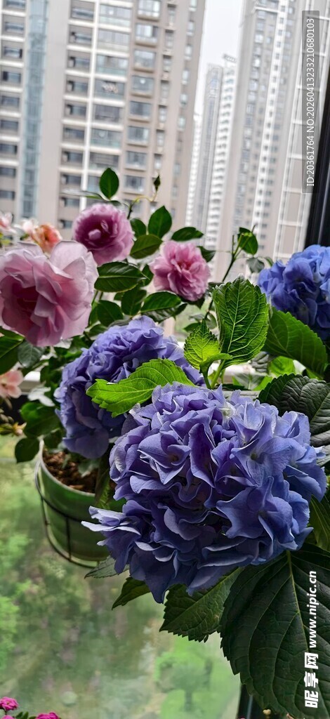 多彩绣球花装点室内空间