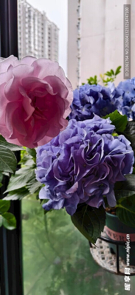 多彩花卉绽放窗边