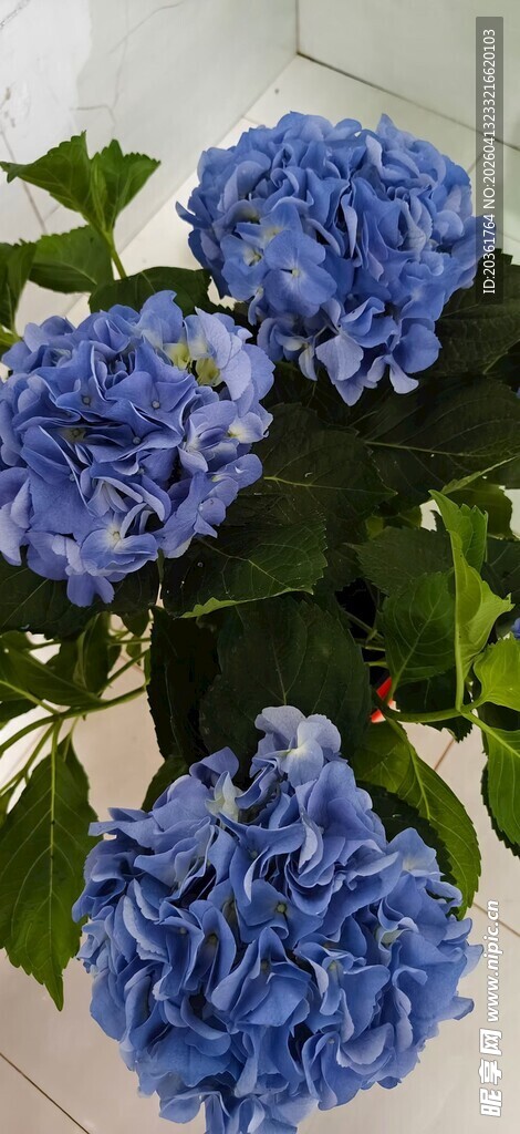 蓝色绣球花绽放