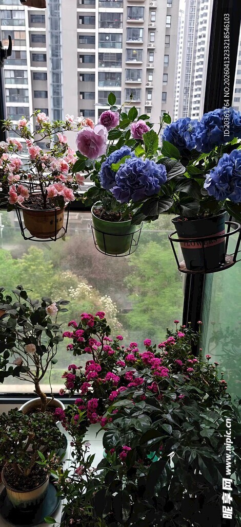 阳台花卉景观