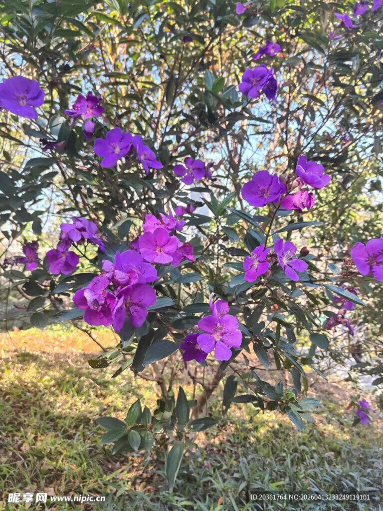 枝头绽放的艳丽紫色花朵