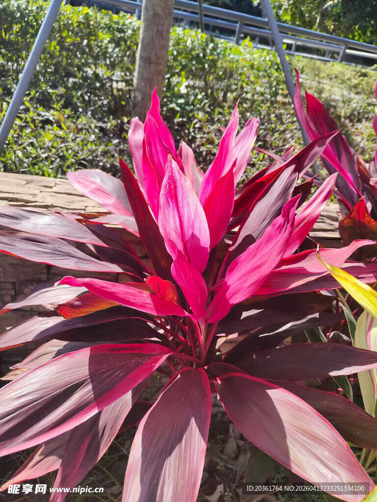 艳丽红边朱蕉植物特写