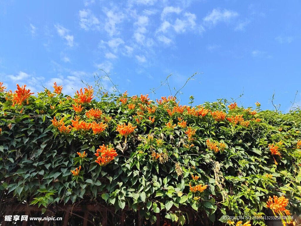 墙头盛开的绚烂橙色花朵