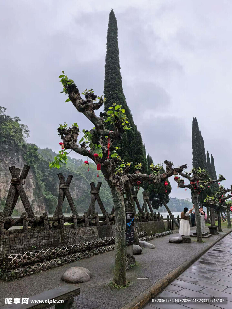 奇特造型树景观