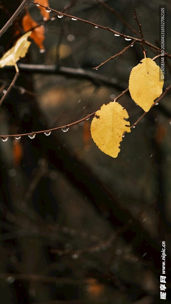 秋日枝头挂着金黄叶片