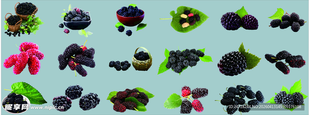 桑葚多彩蔬果图标集合