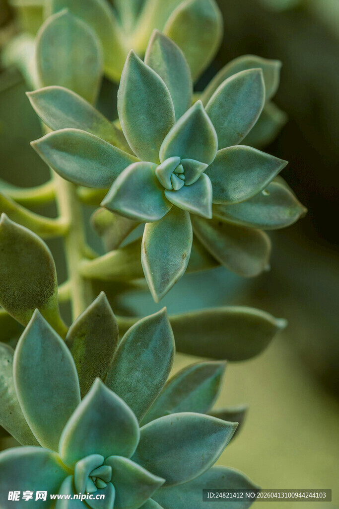 清新多肉植物特写