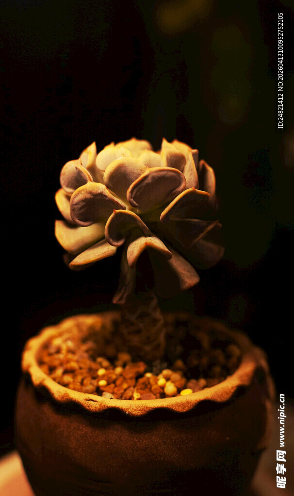 精致盆栽多肉植物特写