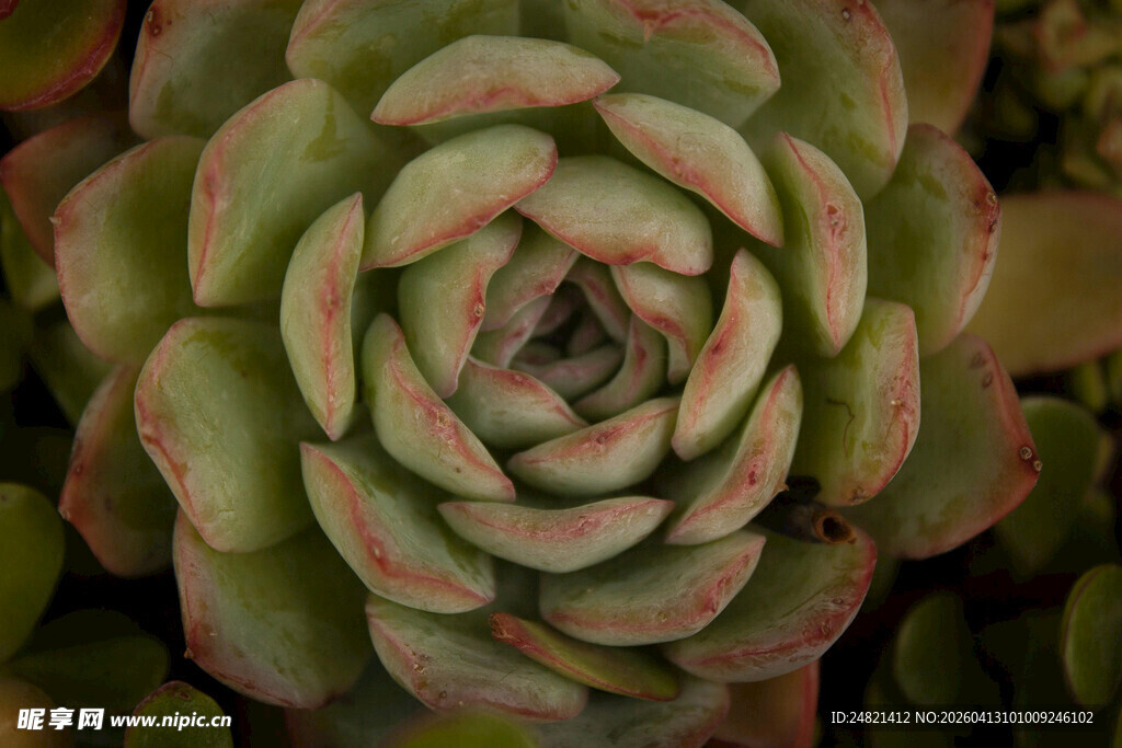 多肉植物特写