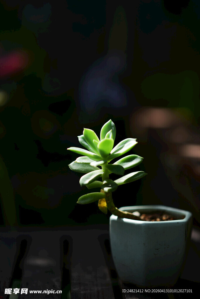 小巧多肉盆栽置于木桌