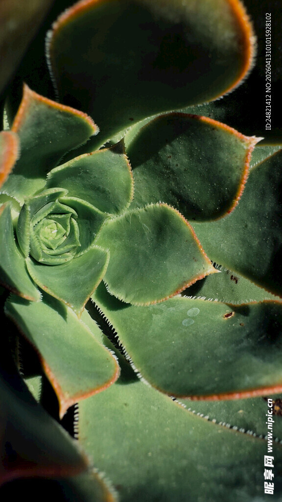 翠绿螺旋状多肉植物特写