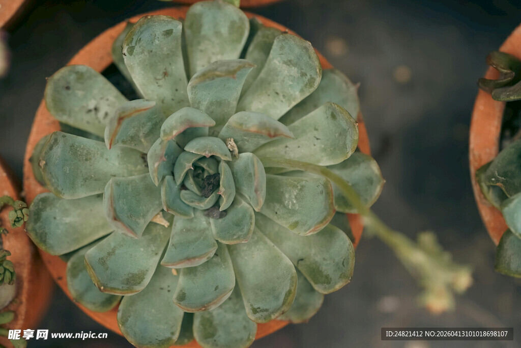 多肉植物特写