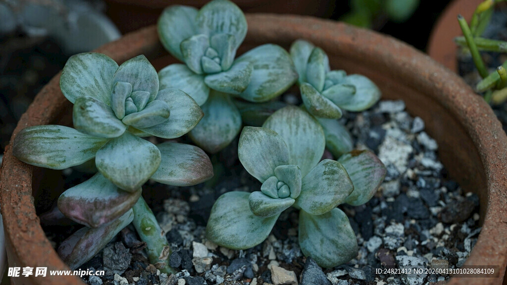 陶盆中的可爱多肉植物