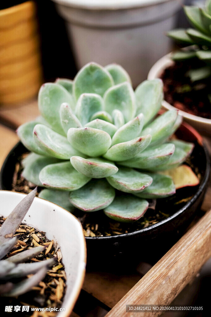 可爱多肉植物盆栽展示
