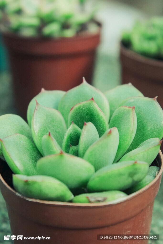 可爱翠绿多肉植物盆栽