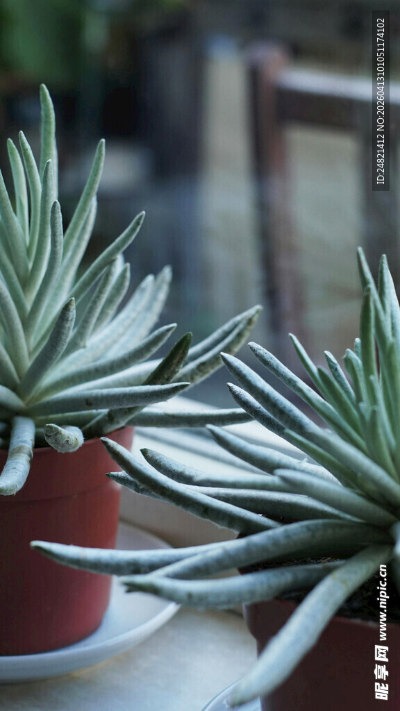 两盆清新芦荟盆栽