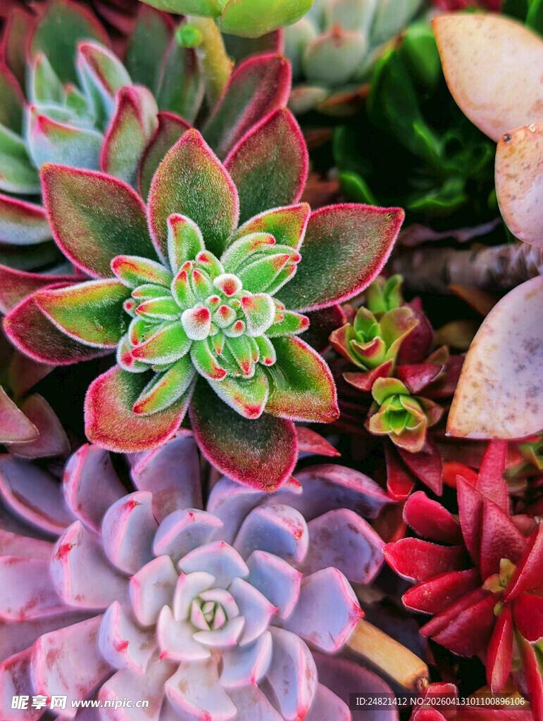 多彩多肉植物特写