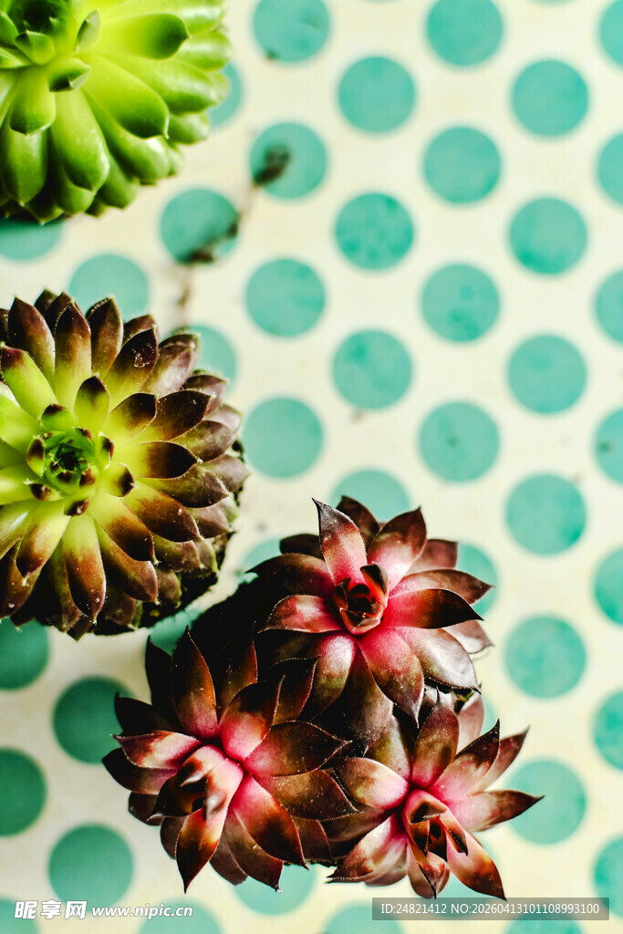 多彩多肉植物展示