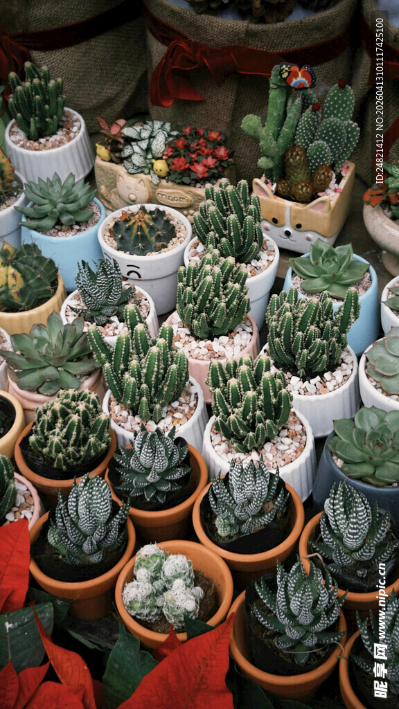 多彩仙人球盆栽展示