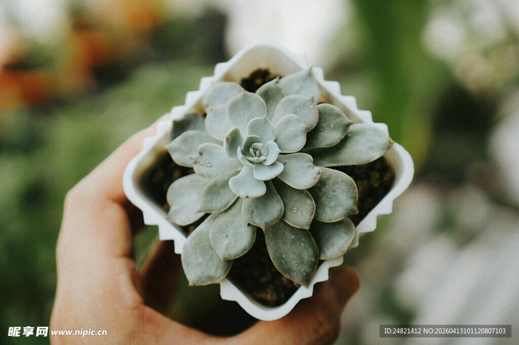 手捧可爱多肉植物