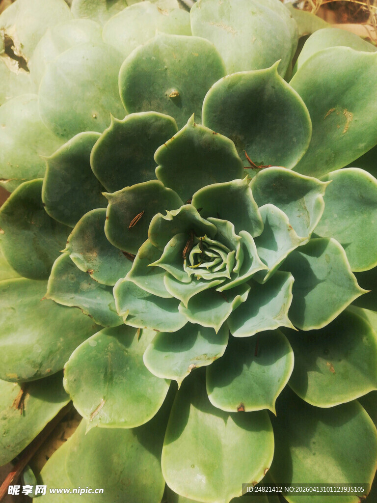 翠绿多肉植物特写