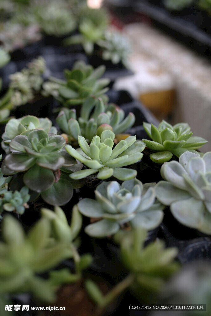 可爱多肉植物特写