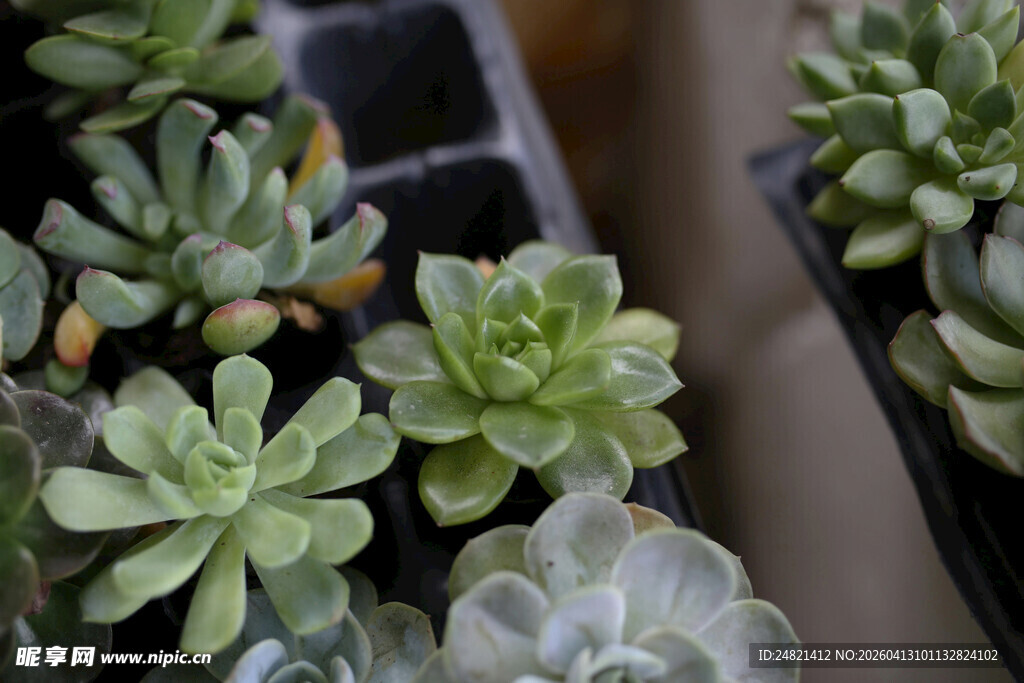 可爱多肉植物盆栽展示