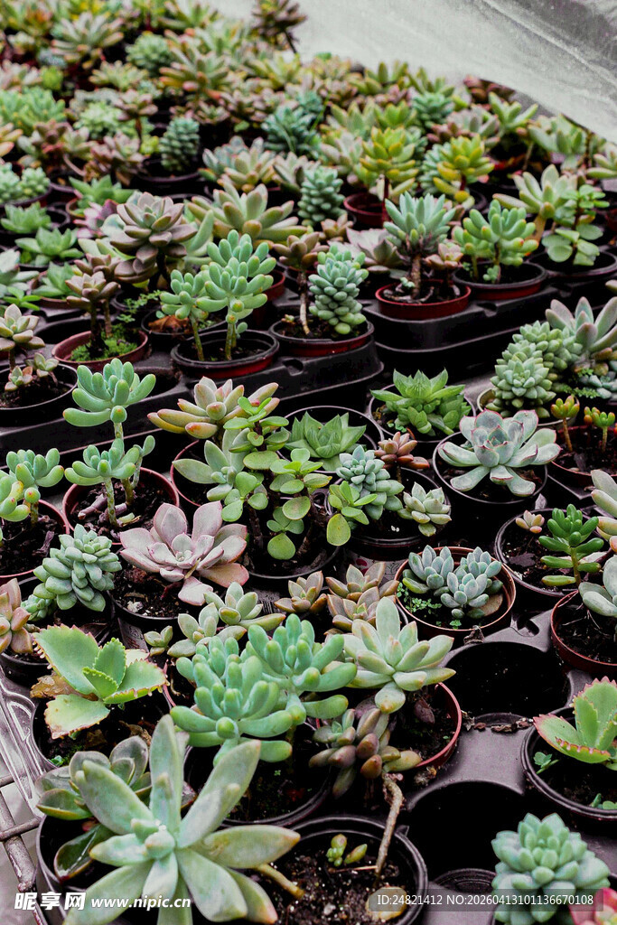 多彩多肉植物盆栽展示