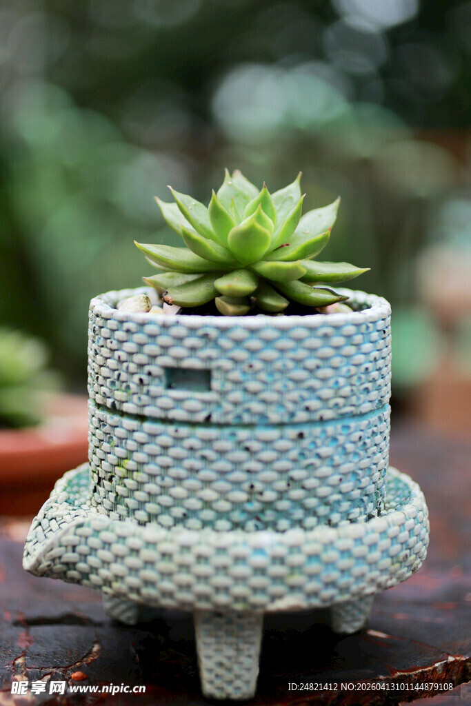 精致编织风多肉植物盆栽