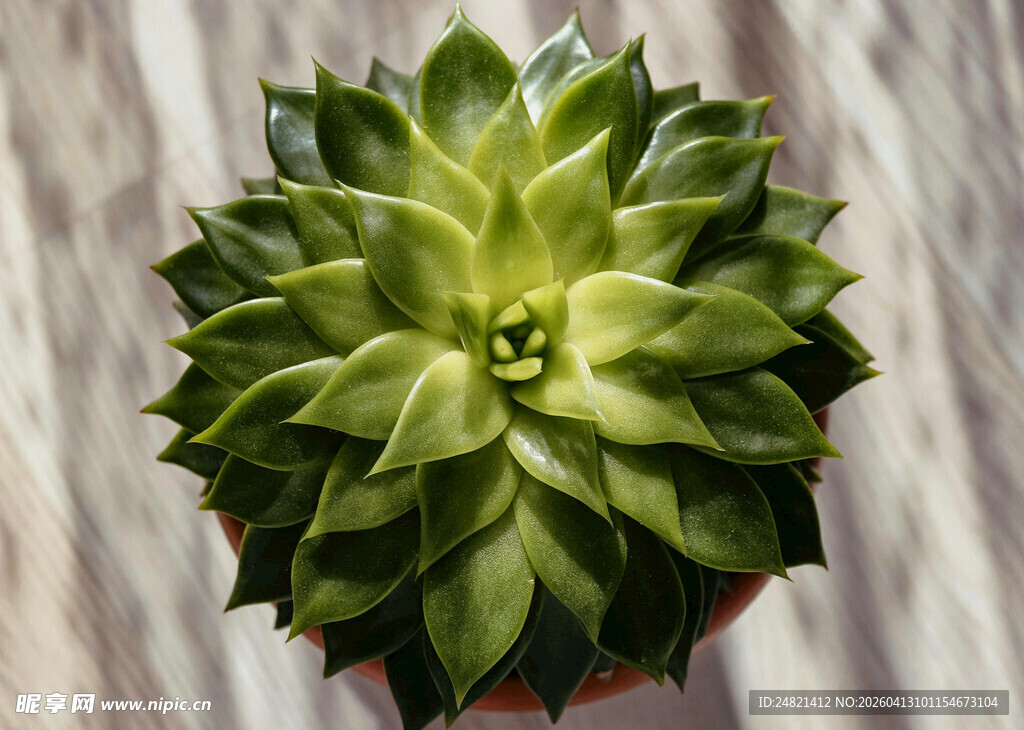 翠绿多肉植物特写