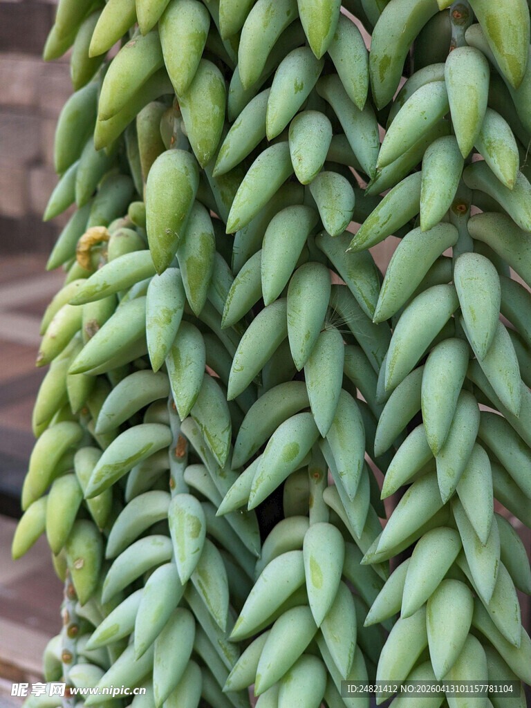 垂挂的翠绿玉缀多肉植物